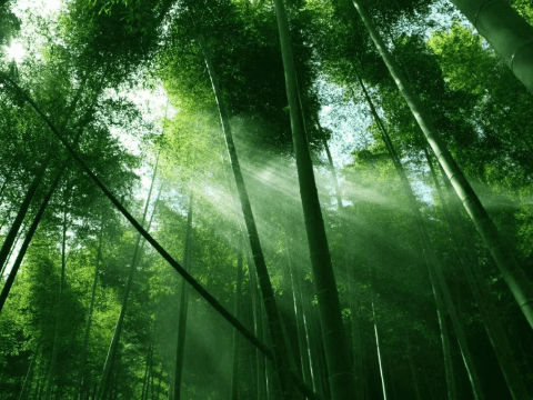 Ngành kinh doanh khăn giấy toàn cầu – Những thay đổi mang tính cạnh tranh hơn nữa ở phía trước 4